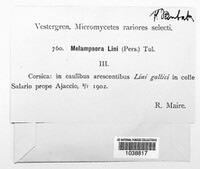 Melampsora lini image